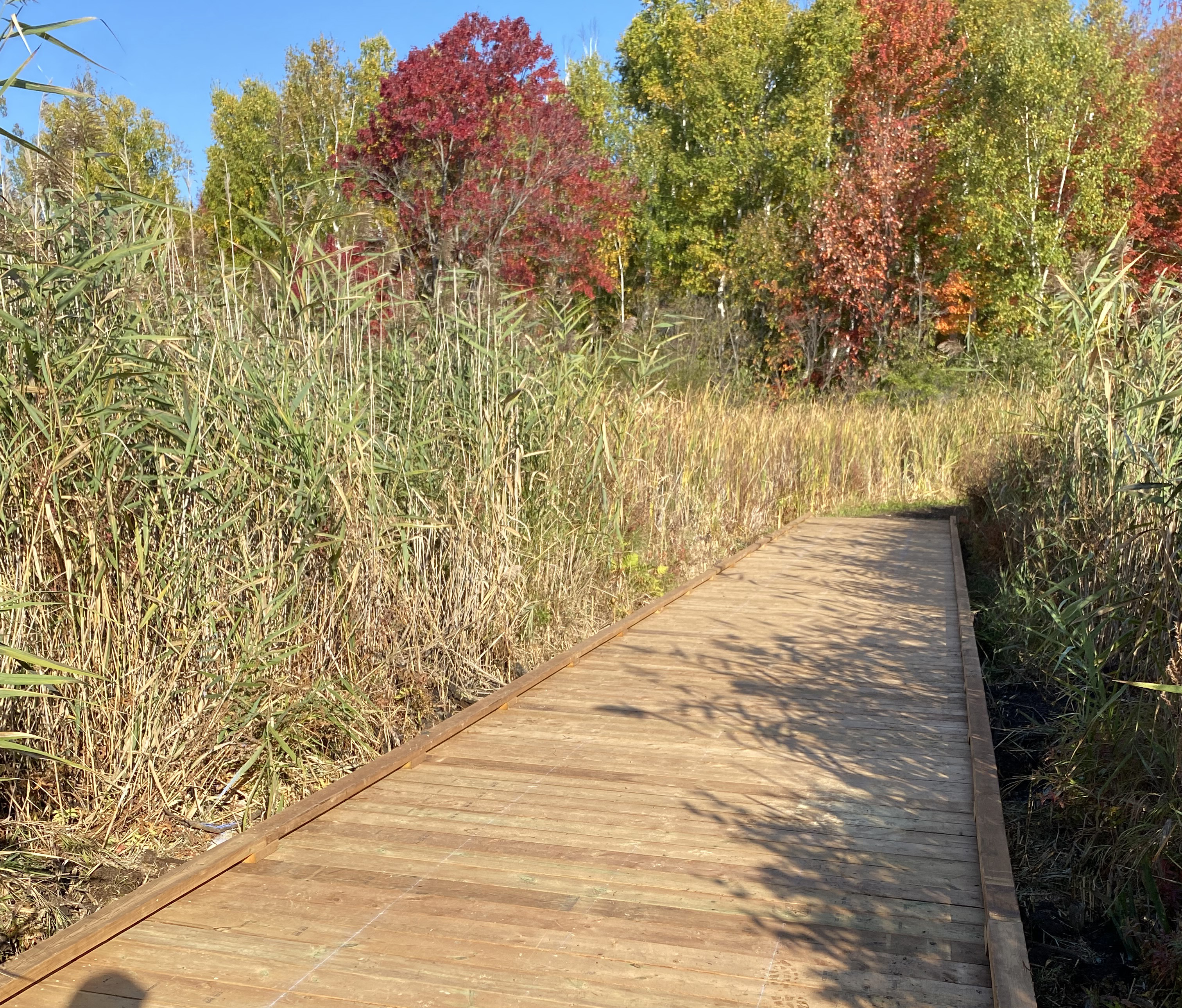 boardwalk walk through a wetland with tall grasses